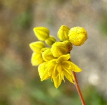 Eriogonum clavatum