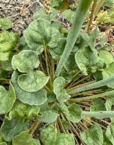 Eriogonum clavatum