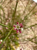 Eriogonum ordii
