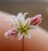 Eriogonum ordii