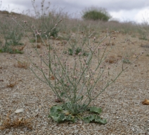 Eriogonum temblorense