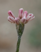Eriogonum temblorense