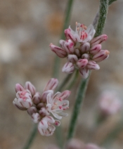 Eriogonum temblorense