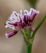 Eriogonum covilleanum