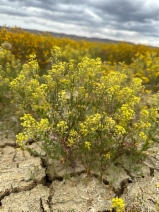 Lepidium jaredii