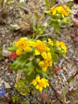 Eriophyllum multicaule