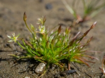 Juncus luciensis
