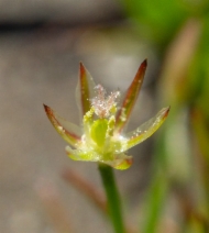 Juncus luciensis