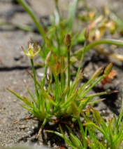 Juncus luciensis