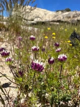Trifolium grayi