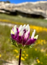 Trifolium grayi