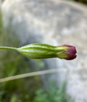 Silene antirrhina