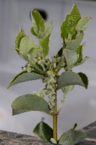 Garrya congdonii