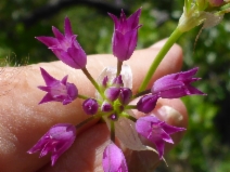Allium peninsulare var. peninsulare