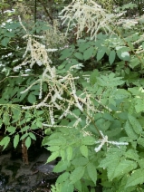 Aruncus dioicus var. acuminatus