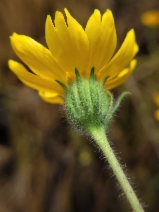 Layia septentrionalis