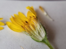 Layia septentrionalis