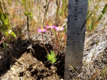 Leptosiphon jepsonii