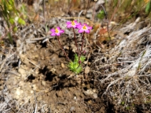 Leptosiphon jepsonii