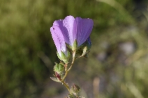 Sidalcea calycosa