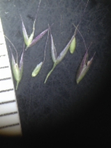 Agrostis microphylla