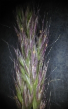 Agrostis microphylla