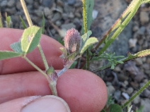 Trifolium dichotomum