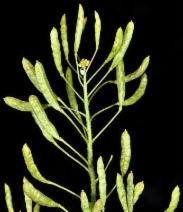 Descurainia pinnata ssp. brachycarpa
