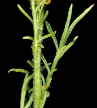 Descurainia pinnata ssp. brachycarpa