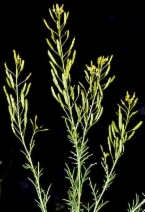 Descurainia pinnata ssp. brachycarpa