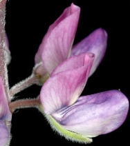 Lupinus littoralis