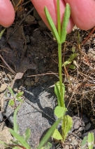 Plectritis ciliosa