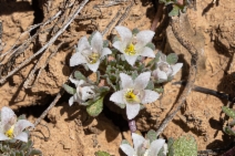 Parishella californica