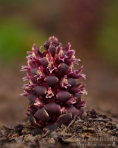 Kopsiopsis strobilacea