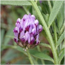 Astragalus didymocarpus