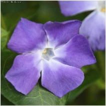 Vinca major