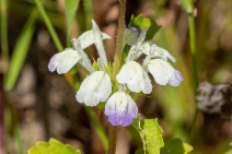 Acanthomintha ilicifolia