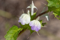 Acanthomintha ilicifolia