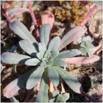 Camissonia cheiranthifolia