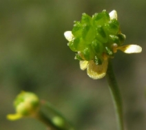 Ranunculus pusillus