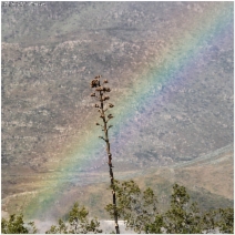 Agave deserti