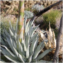Agave deserti