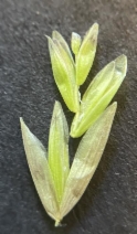Melica californica var. californica