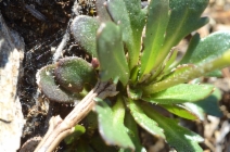 Arabis aculeolata