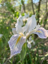 Iris bracteata