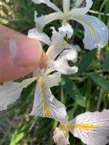 Iris bracteata