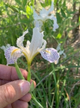 Iris bracteata