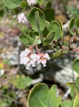 Arctostaphylos hispidula