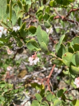 Arctostaphylos hispidula