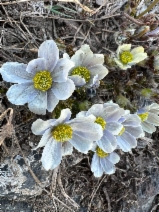 Anemone drummondii